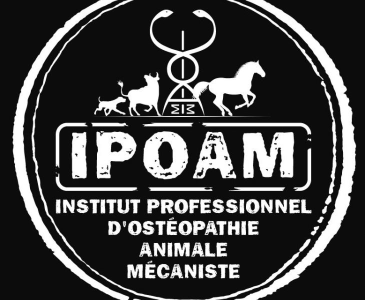 formation, ostéopathie animalière mécaniste, ostéopathe, cheval, dentiste équin