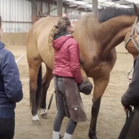 Figure 1 : Bilan ostéopathique du cheval : partie palpation et tests articulaires