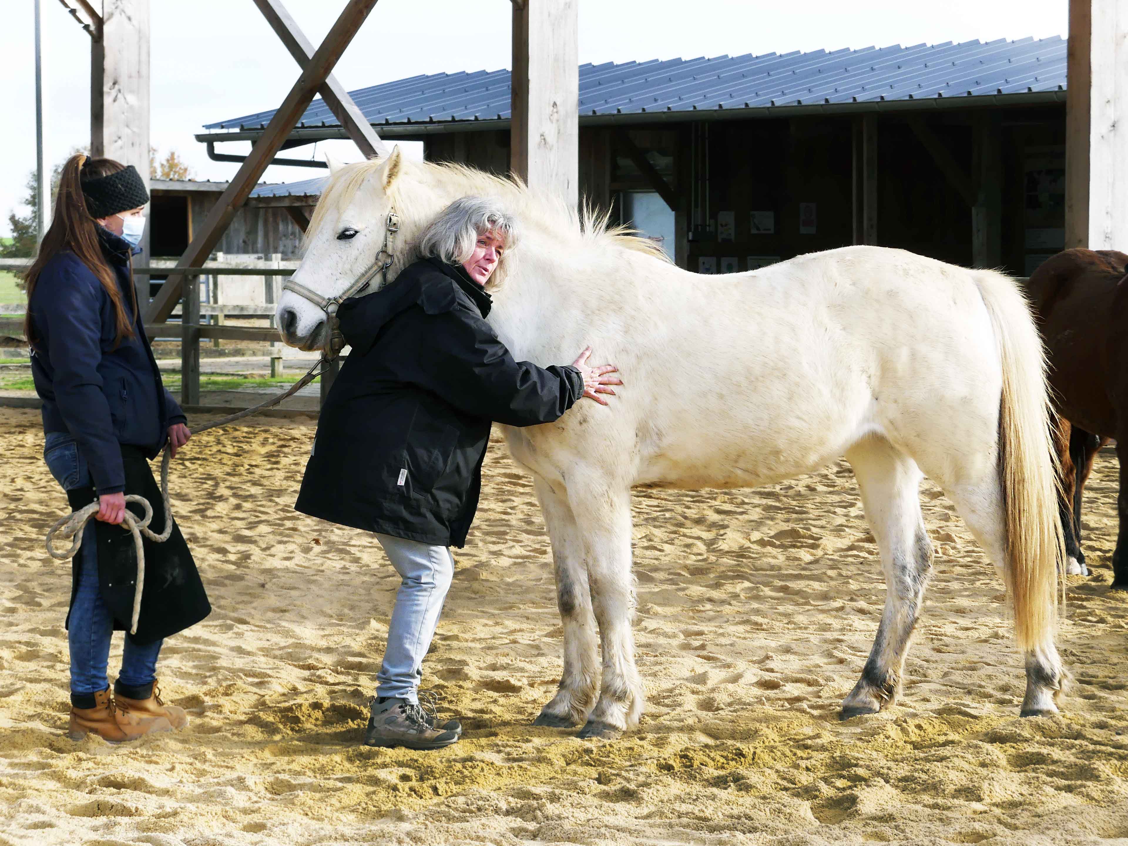 probleme articulaire cheval, ostéopathie animale, santé cheval