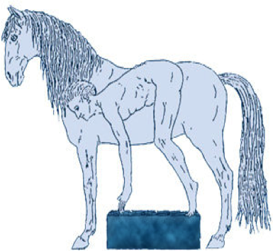 santé cheval, ostéopathe animalier mécaniste équine, boiterie, ostéopathe animalier mécaniste équin